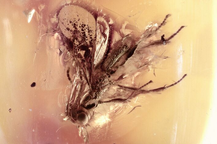 Detailed Fossil Parasitoid Wasp (Cheloninae) In Baltic Amber #352712